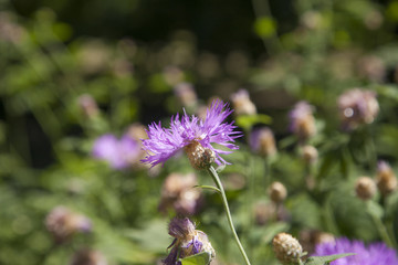 Purple flower distaff thistles on a blurred background