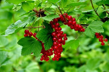Red currant.