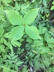 Green forest grass background