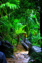 Jungle in Sri lanka
