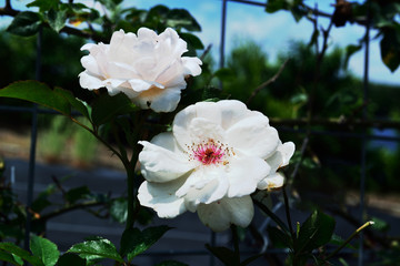 Fototapeta premium 薔薇
