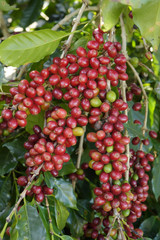 Fototapeta premium Coffee beans ripening on a tree.