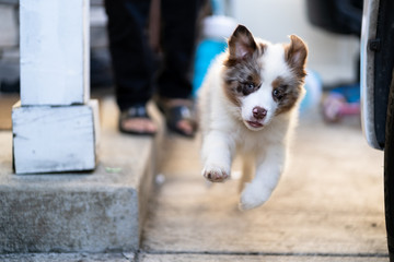 Australian Shepherd puppy jumping