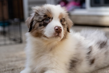 Australian Shepherd puppy laying down