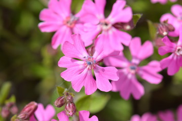 Verbena flowers in garden