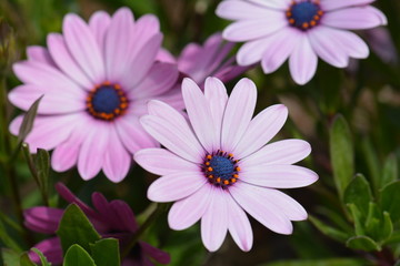 Fototapeta premium Violet pink Osteosperumum flower, african daisy
