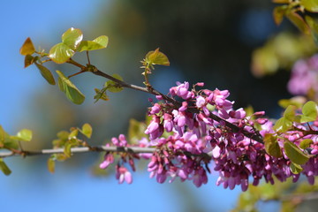 Cercis siliquastrum blooming tree
