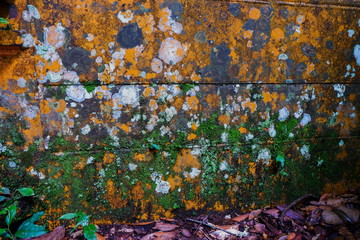 Lichen on iron plate