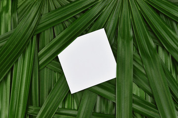 Tropical green leaves background with paper frame copy space in the center, Natural pattern concept, Top view.