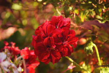 Red Flower