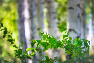 Birch branches.Birch Grove.