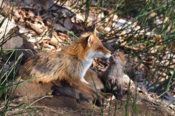 キタキツネの親子