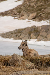 Juvenile Big Horn Sheep