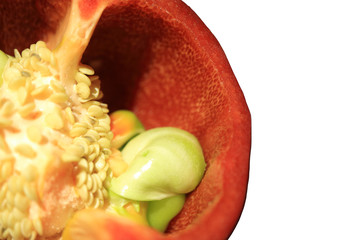 Picture of a cut of paprika.