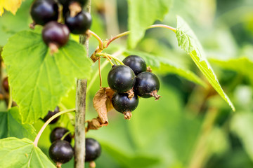 Branch of blackcurrant berries. In  garden reaches the currant_