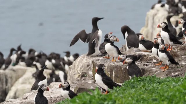 Atlantic puffin (Fratercula arctica),  common puffin on Farne Island