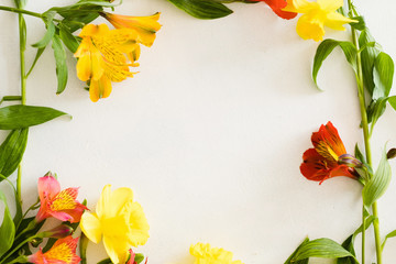 colorful alstroemeria frame on white background. flora botany and spring. beautiful flower bouquet on mothers or womens day. free space concept.