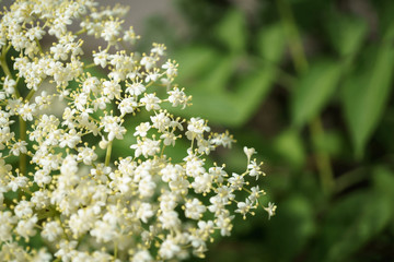 Black Elderberries flowers close