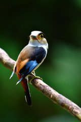 Silver-breasted Broadbill Bird