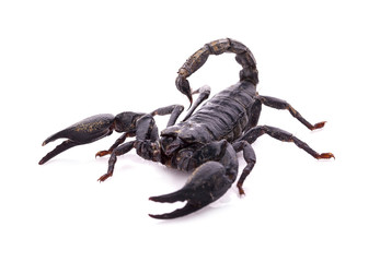 Black scorpion isolated on white background