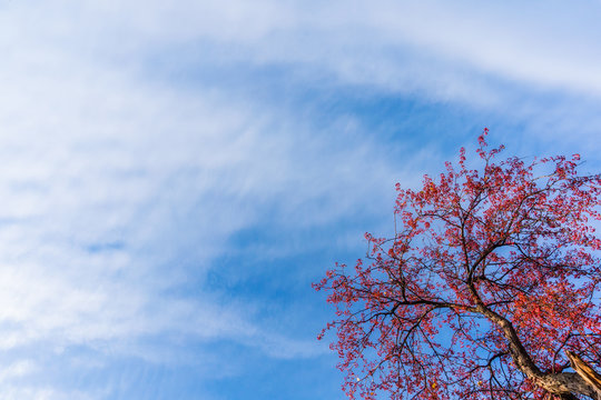 Branches of a dry tree against a blue sky.