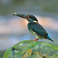 Blue-banded Kingfisher Bird