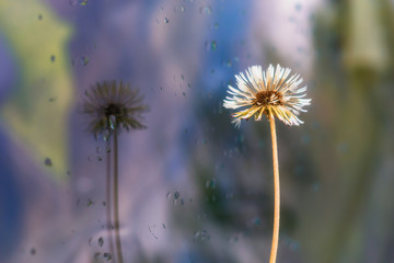 Obraz premium Dandelion flower on broken glass.