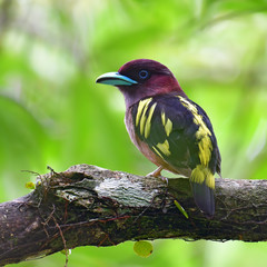 Banded Broadbill Bird
