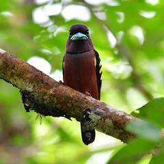 Banded Broadbill Bird