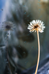 Dandelion flower on broken glass.