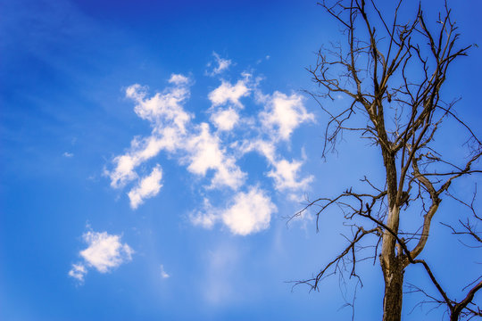 Branches of a dry tree against a blue sky.