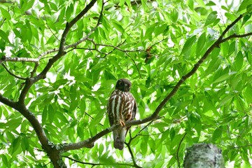 かわいいポーズのアオバズク