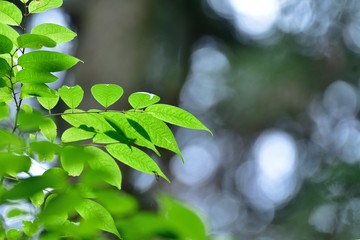 Obraz premium 光を浴びて輝く若葉