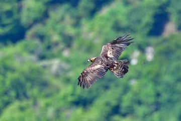 新緑バックに威風堂々と飛ぶイヌワシ