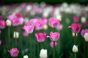 Close-up of a field of pink and spruce tulips