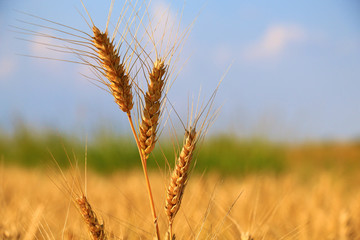 golden Wheat closeup