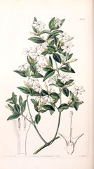 Illustration of plant