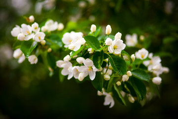 Green apple tree branch