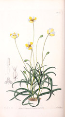 Illustration of plant
