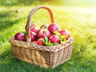 Apple harvest. Ripe red apples in the basket on the green grass.