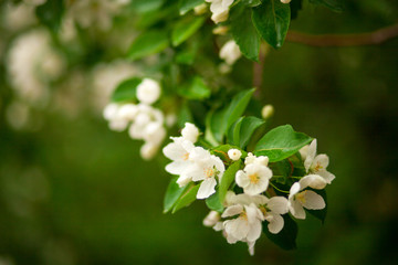 Green apple tree branch