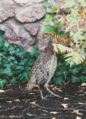 Female pheasant walking on ground in summer garden