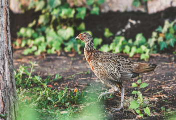 Female pheasant walking on ground in summer garden