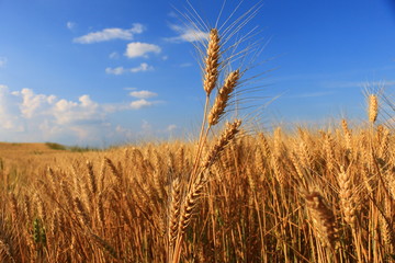 golden Wheat closeup