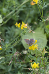 The female butterfly butterfly blue on yellow flower.