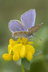 The male butterfly butterfly blue on yellow flower.