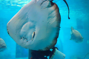 Naklejka premium Stingray is catching fish and eating small fish in a large aquarium.