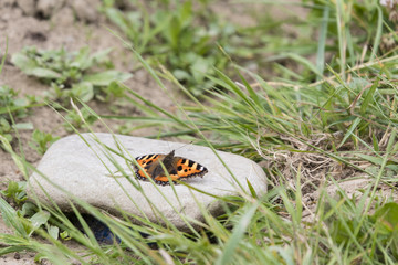 Butterfly small tortoiseshell unturned.