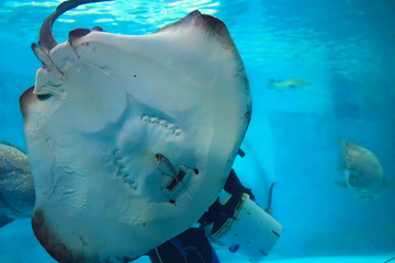 Stingray is catching fish and eating small fish in a large aquarium.