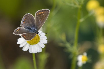 Female butterfly blue on a flower butterfly chamomile.